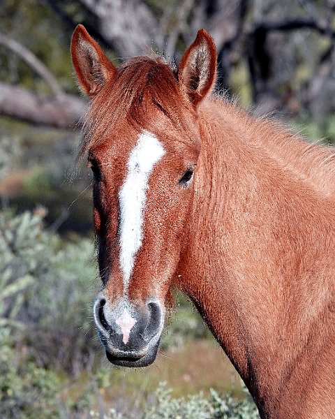 Young Horse